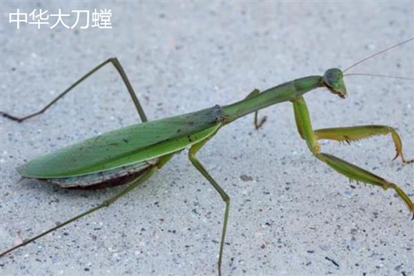 螳螂是不是益虫，会捕食飞蝗、蝇、蚊蝗等害虫
