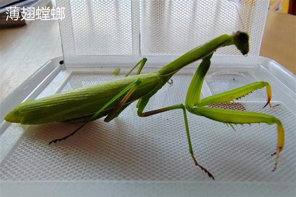 螳螂是不是益虫，会捕食飞蝗、蝇、蚊蝗等害虫