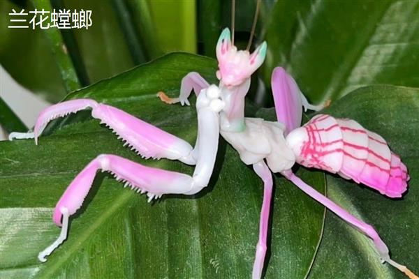 螳螂是不是益虫，会捕食飞蝗、蝇、蚊蝗等害虫