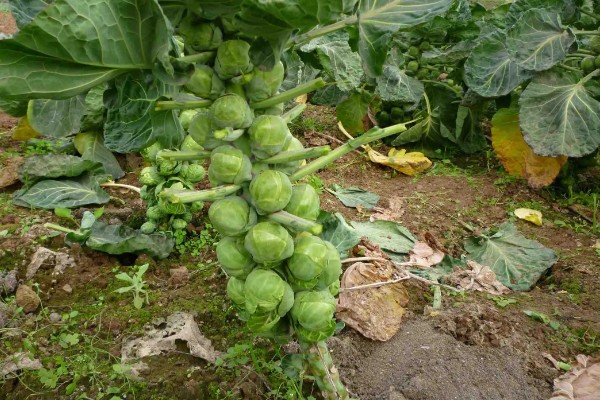 孢子甘蓝的种植技术，每年的7-9月份种植为佳