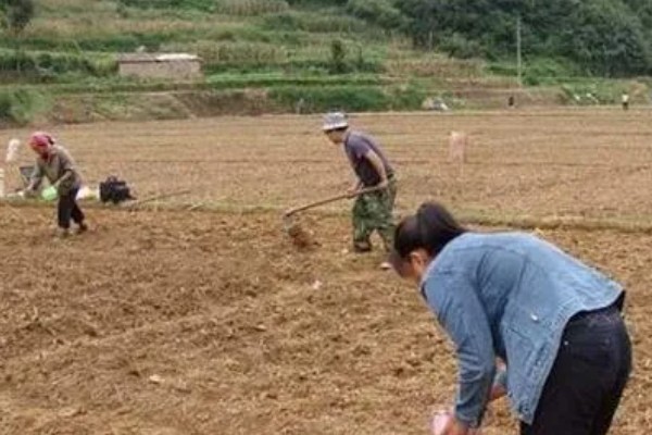 孢子甘蓝的种植技术，每年的7-9月份种植为佳