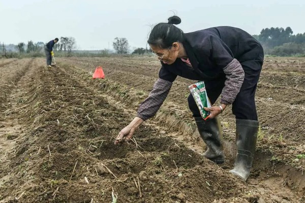 孢子甘蓝的种植技术，每年的7-9月份种植为佳