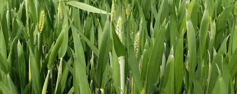 西农1168小麦品种简介，每亩适宜基本苗16万—20万