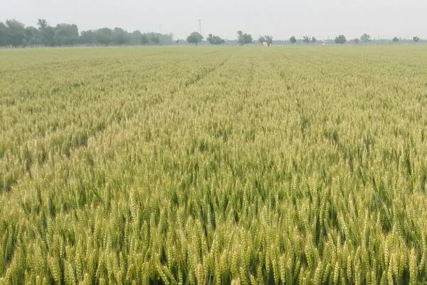 西农1168小麦品种简介,每亩适宜基本苗16万—20万