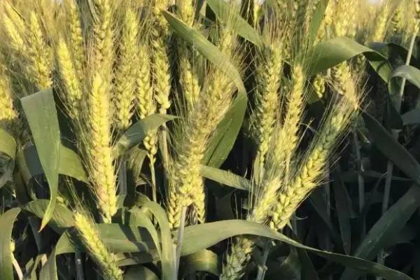 西农1168小麦品种简介,每亩适宜基本苗16万—20万