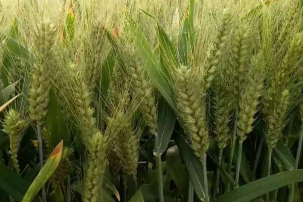 西农1168小麦品种简介,每亩适宜基本苗16万—20万