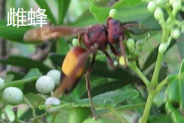 黄腰虎头蜂的散巢时间，一般10月份散巢