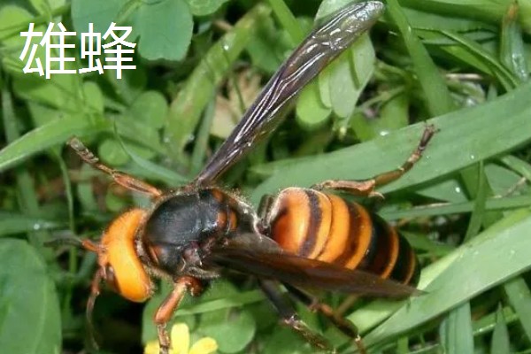 黄腰虎头蜂的散巢时间，一般10月份散巢