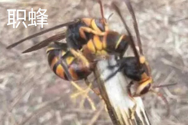 黄腰虎头蜂的散巢时间，一般10月份散巢