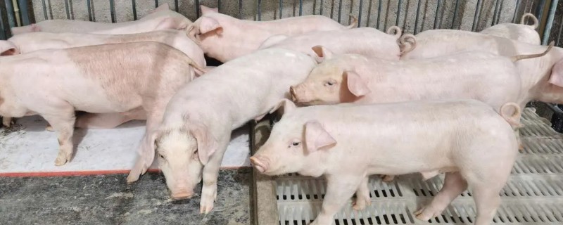 哺乳仔猪黄白痢如何治疗，可肌内注射庆大霉素
