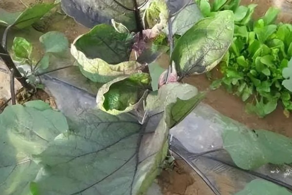 如何辨别蔬菜残留型与急性型药害，残留型药害特点是施药后