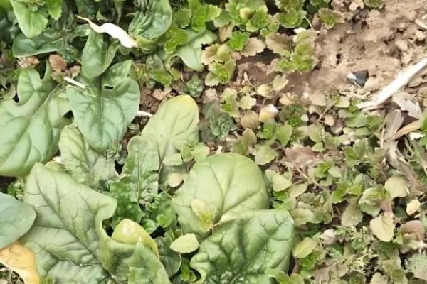 如何辨别蔬菜残留型与急性型药害，残留型药害特点是施药后