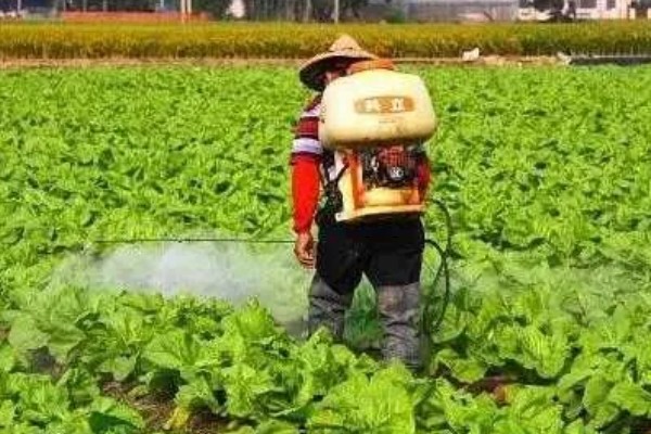 如何辨别蔬菜残留型与急性型药害，残留型药害特点是施药后