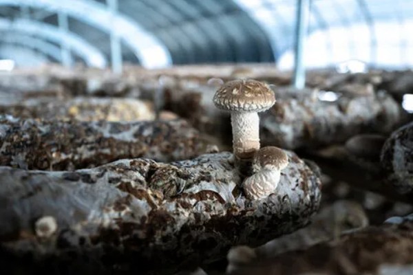 种植香菇的方法，菌棒一般使用玉米芯、麸皮等