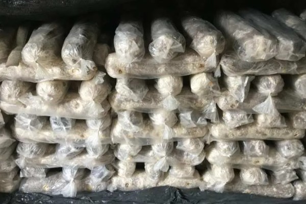 种植香菇的方法，菌棒一般使用玉米芯、麸皮等