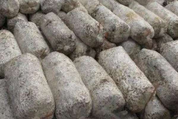 种植香菇的方法，菌棒一般使用玉米芯、麸皮等