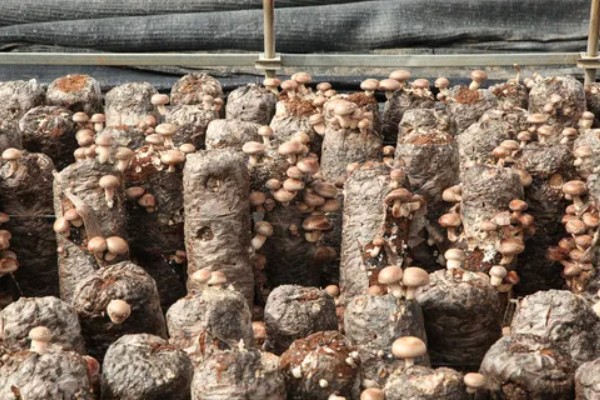 种植香菇的方法，菌棒一般使用玉米芯、麸皮等