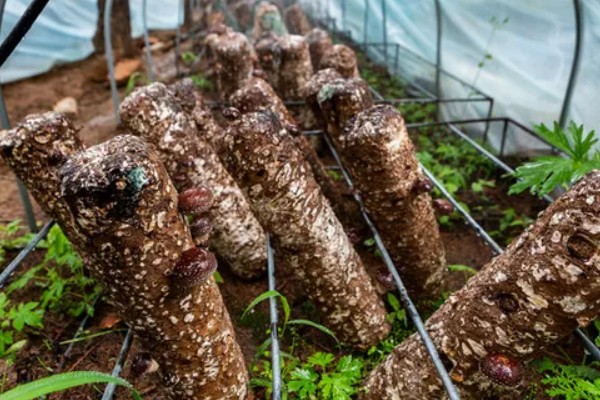 种植香菇的方法，菌棒一般使用玉米芯、麸皮等