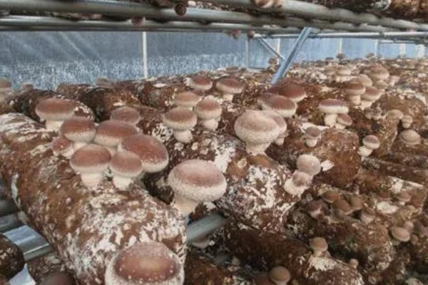 种植香菇的方法，菌棒一般使用玉米芯、麸皮等