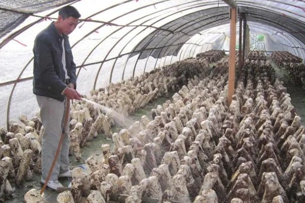 种植香菇的方法，菌棒一般使用玉米芯、麸皮等
