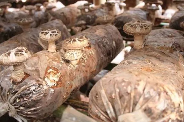 种植香菇的方法，菌棒一般使用玉米芯、麸皮等