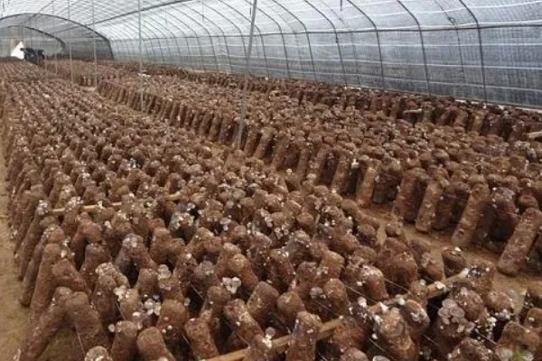 种植香菇的方法，菌棒一般使用玉米芯、麸皮等