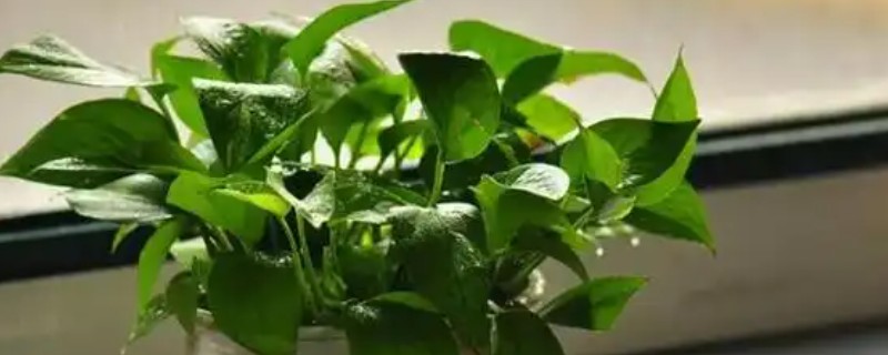 绿罗兰叶子发黄烂根的原因，可能是土壤粘重所致