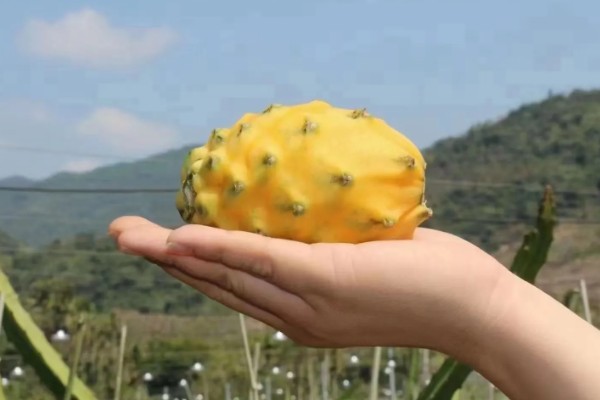 燕窝果和火龙果的区别，外表和外形均不同