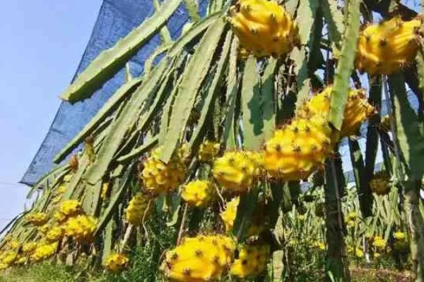 燕窝果和火龙果的区别，外表和外形均不同