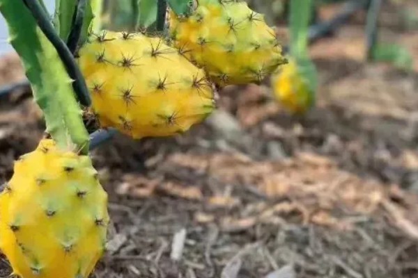 燕窝果和火龙果的区别，外表和外形均不同