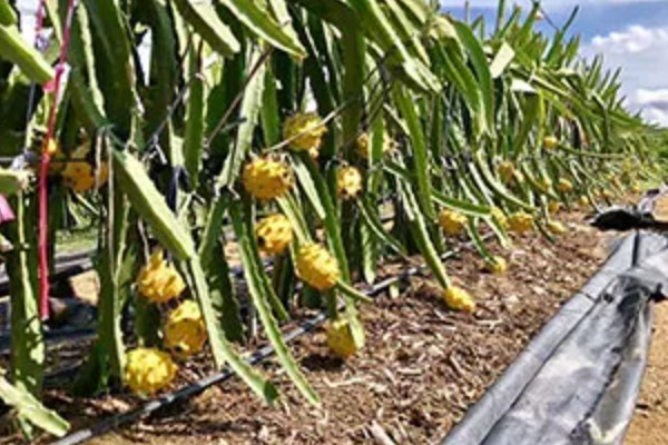 燕窝果和火龙果的区别，外表和外形均不同