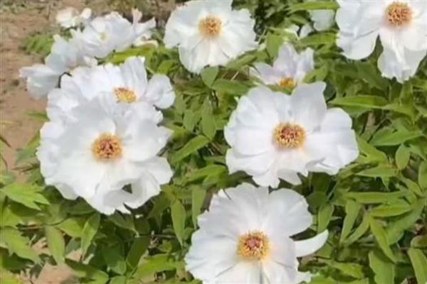 牡丹的分类，可以按花瓣来分类