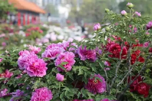 牡丹的分类，可以按花瓣来分类
