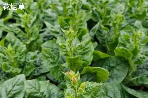 花烟草和烟草花区别是什么，叶片和花朵均不同