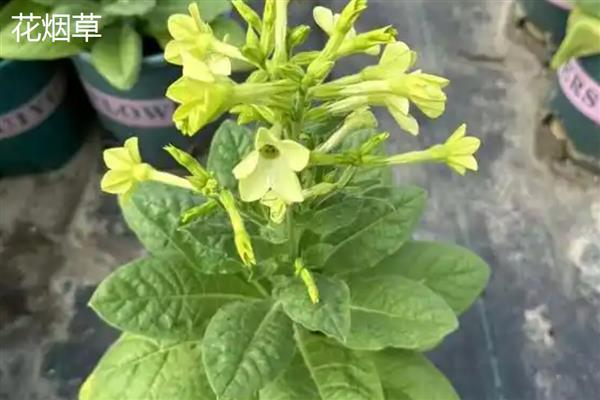 花烟草和烟草花区别是什么，叶片和花朵均不同