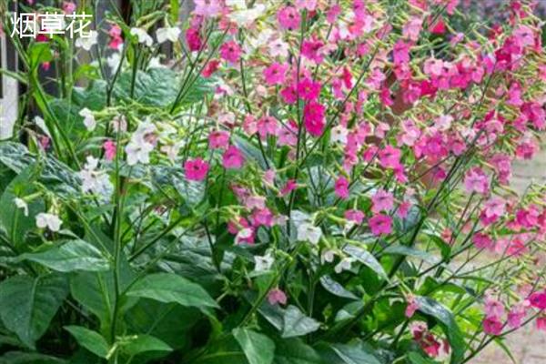 花烟草和烟草花区别是什么，叶片和花朵均不同