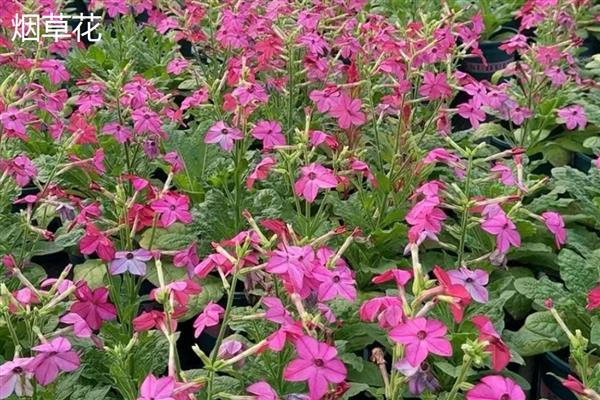 花烟草和烟草花区别是什么，叶片和花朵均不同