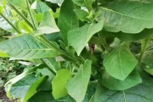 花烟草和烟草花区别是什么，叶片和花朵均不同