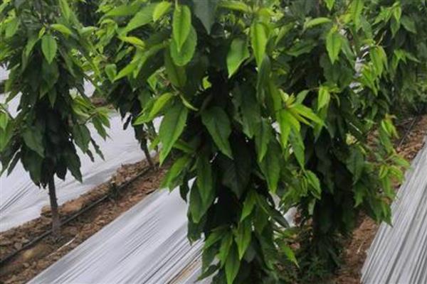 怎么种植黑珍珠樱桃，配植授粉树可以提高产量