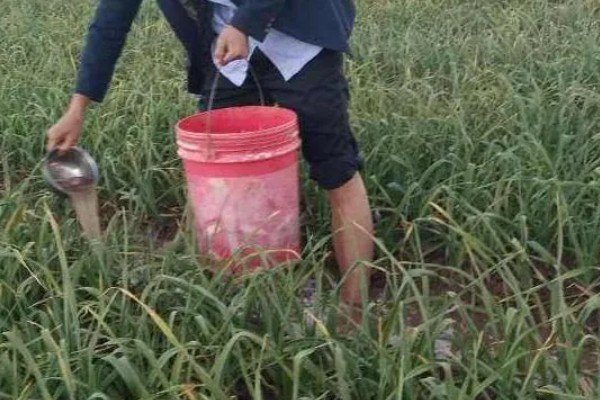 大蒜什么时候追肥好，齐苗后和盛长期均可追肥