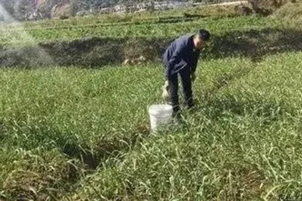 大蒜什么时候追肥好，齐苗后和盛长期均可追肥