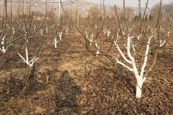 核桃树涂白剂的配方，包括生石灰、食盐等