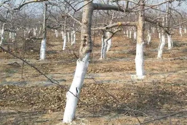 核桃树涂白剂的配方，包括生石灰、食盐等