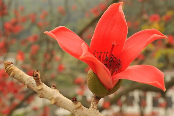 木棉花怎么吃,可冲泡饮用或烹饪