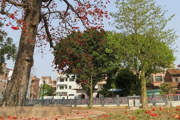 木棉花怎么吃,可冲泡饮用或烹饪