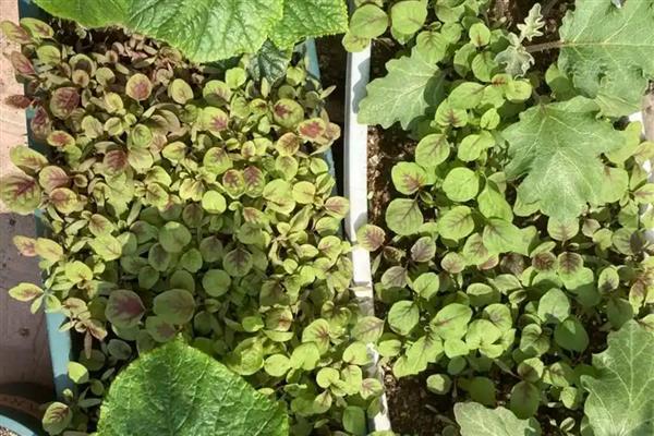 苋菜如何选种，首先选择优质的品种