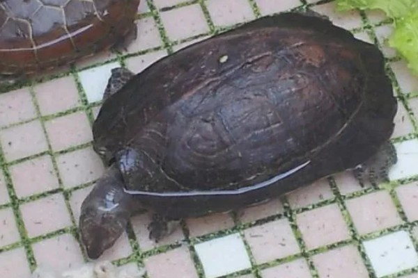 缅甸黑山龟好不好养，养殖难度并不大