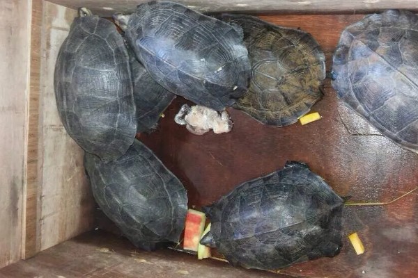 缅甸黑山龟好不好养，养殖难度并不大