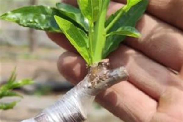 鲜枣是哪种水果，是鼠李目鼠李科枣属的植物