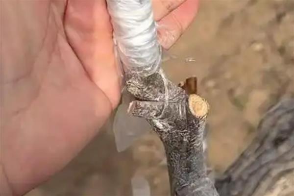 鲜枣是哪种水果，是鼠李目鼠李科枣属的植物